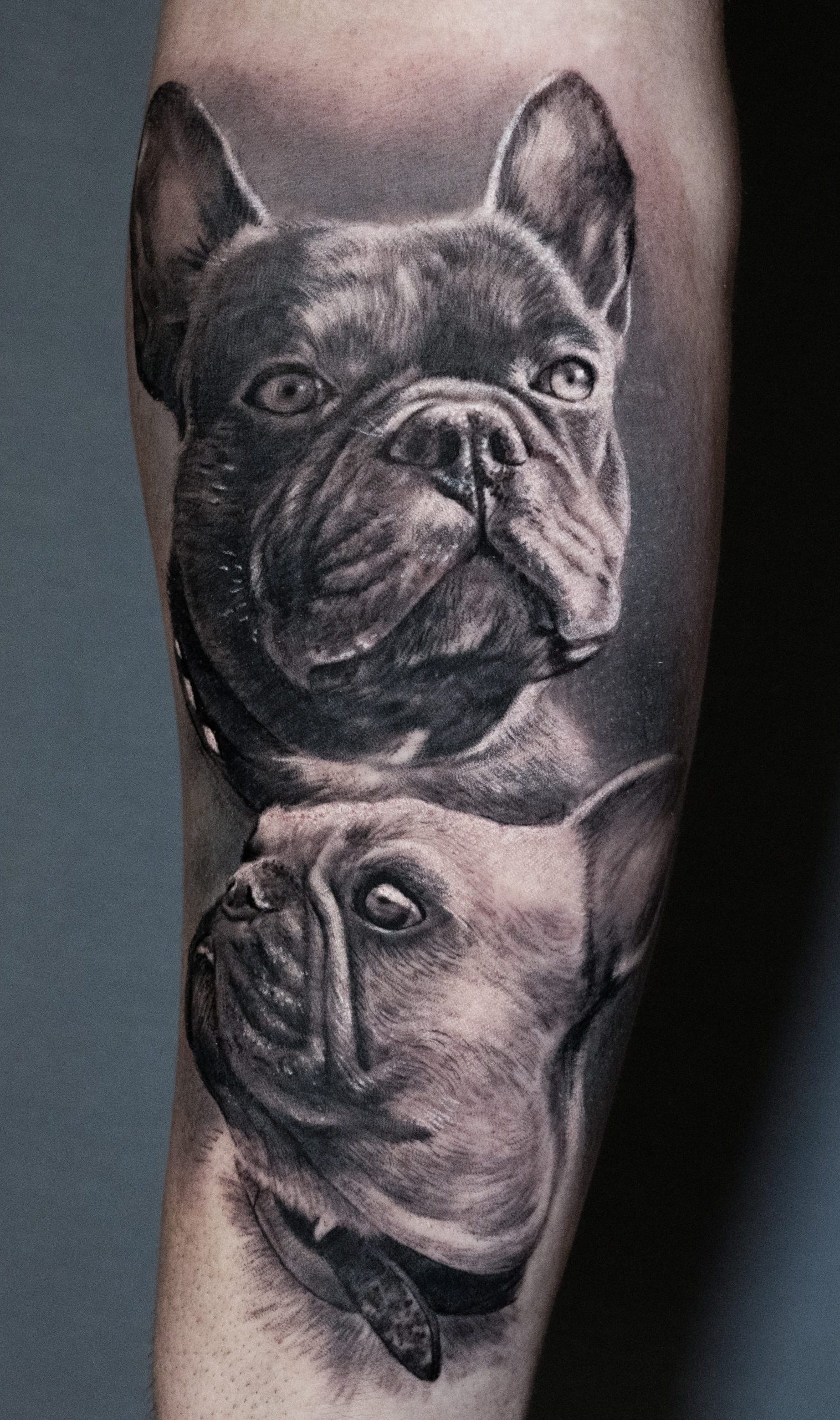 Französische Bulldogge Tattoo